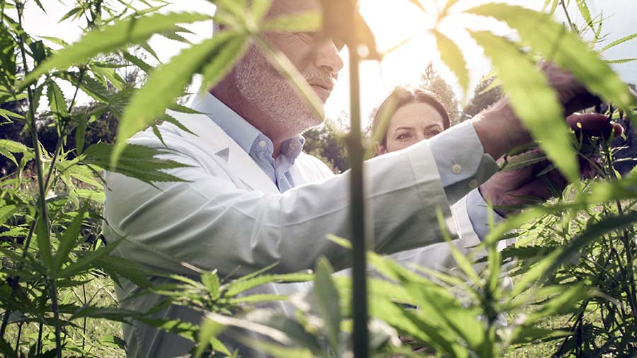 researchers checking hemp plants in the field